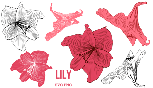 Lily: A Thoughtful Embroidery Design Review